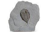 Dalmanites Trilobite Fossil - New York #357151-1